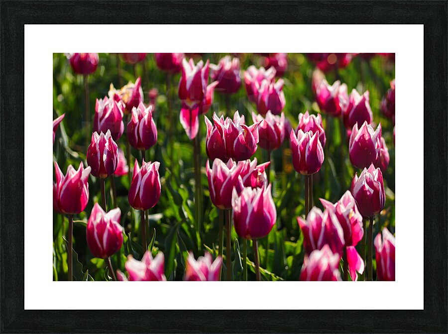 Tulip Time 6 Picture Frame print