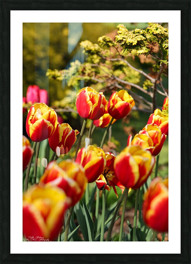 Tulip Time 1 Picture Frame Printing