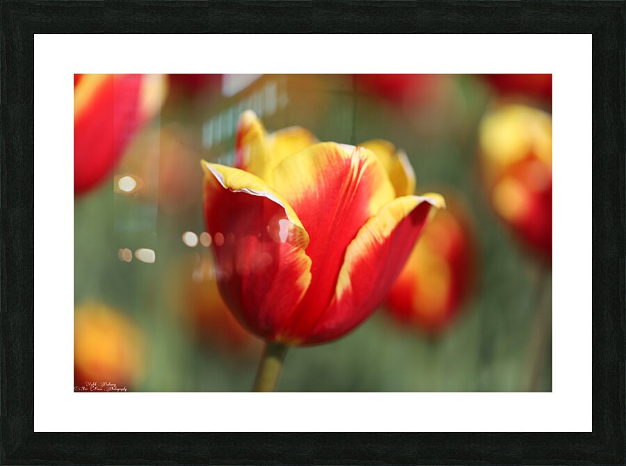 Tulip Time 2 Picture Frame Printing
