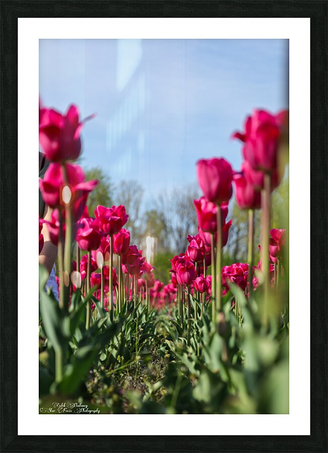Tulip Time 3 Picture Frame Printing