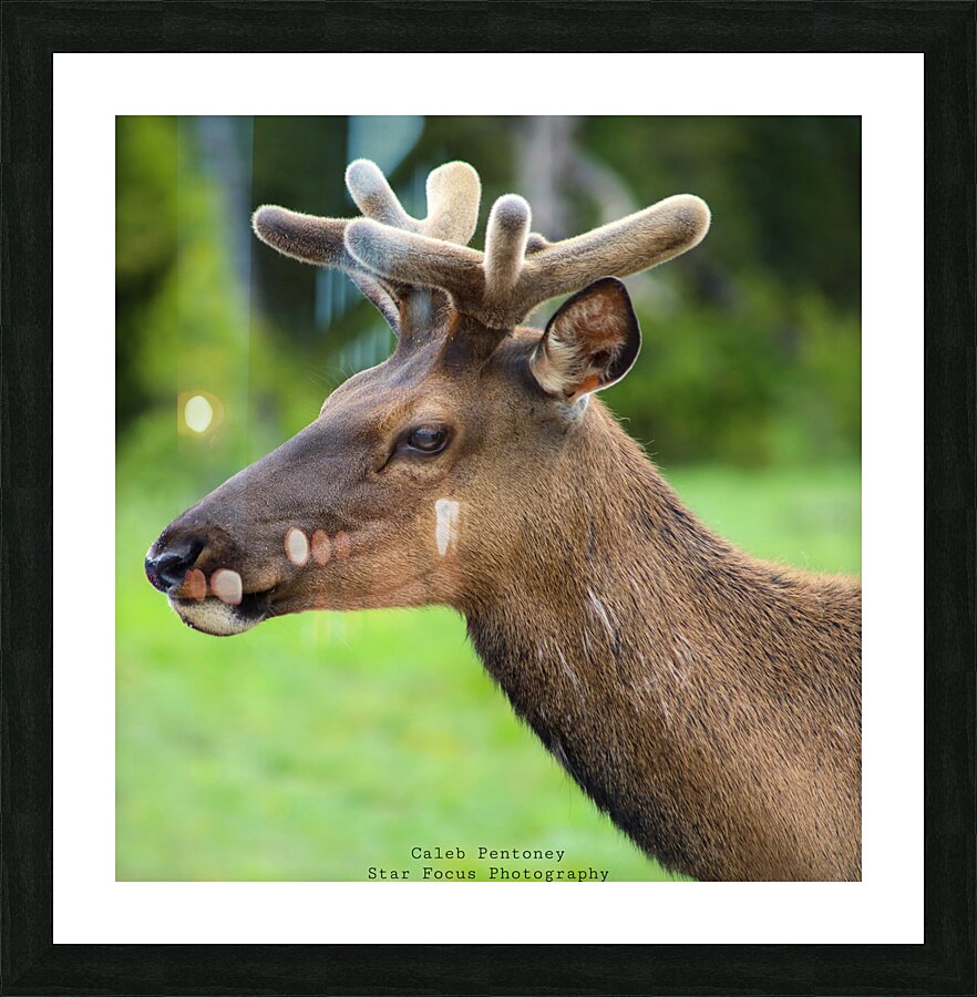 Elk 1 Picture Frame Printing