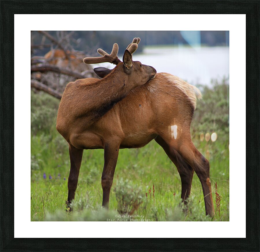 Elk 2 Picture Frame Printing