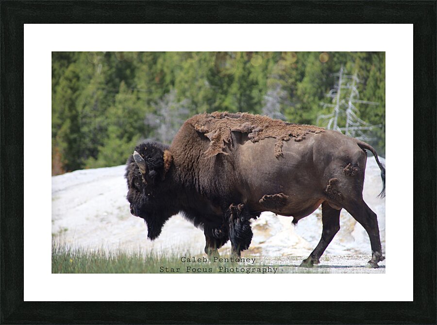 Bison Picture Frame Printing