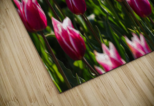Tulip Time 6 Caleb Pentoney Star Focus Photography puzzle