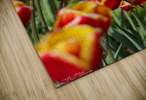Tulip Time 1 Caleb Pentoney Star Focus Photography puzzle