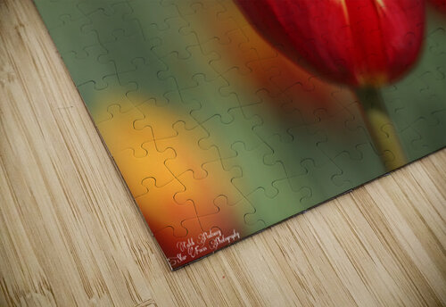 Tulip Time 2 Caleb Pentoney Star Focus Photography puzzle