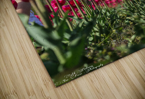 Tulip Time 3 Caleb Pentoney Star Focus Photography puzzle