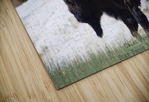 Bison Caleb Pentoney Star Focus Photography puzzle