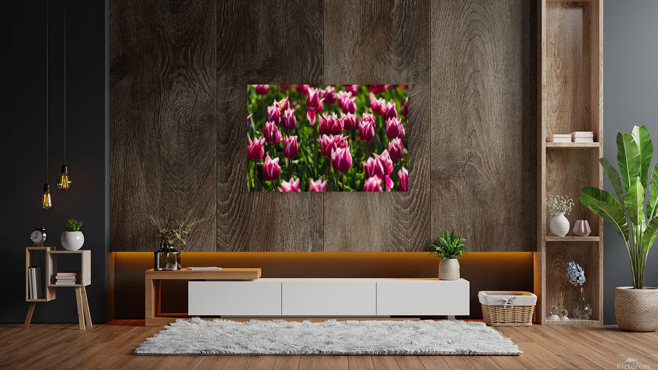 Tulip Time 6 Reproduction