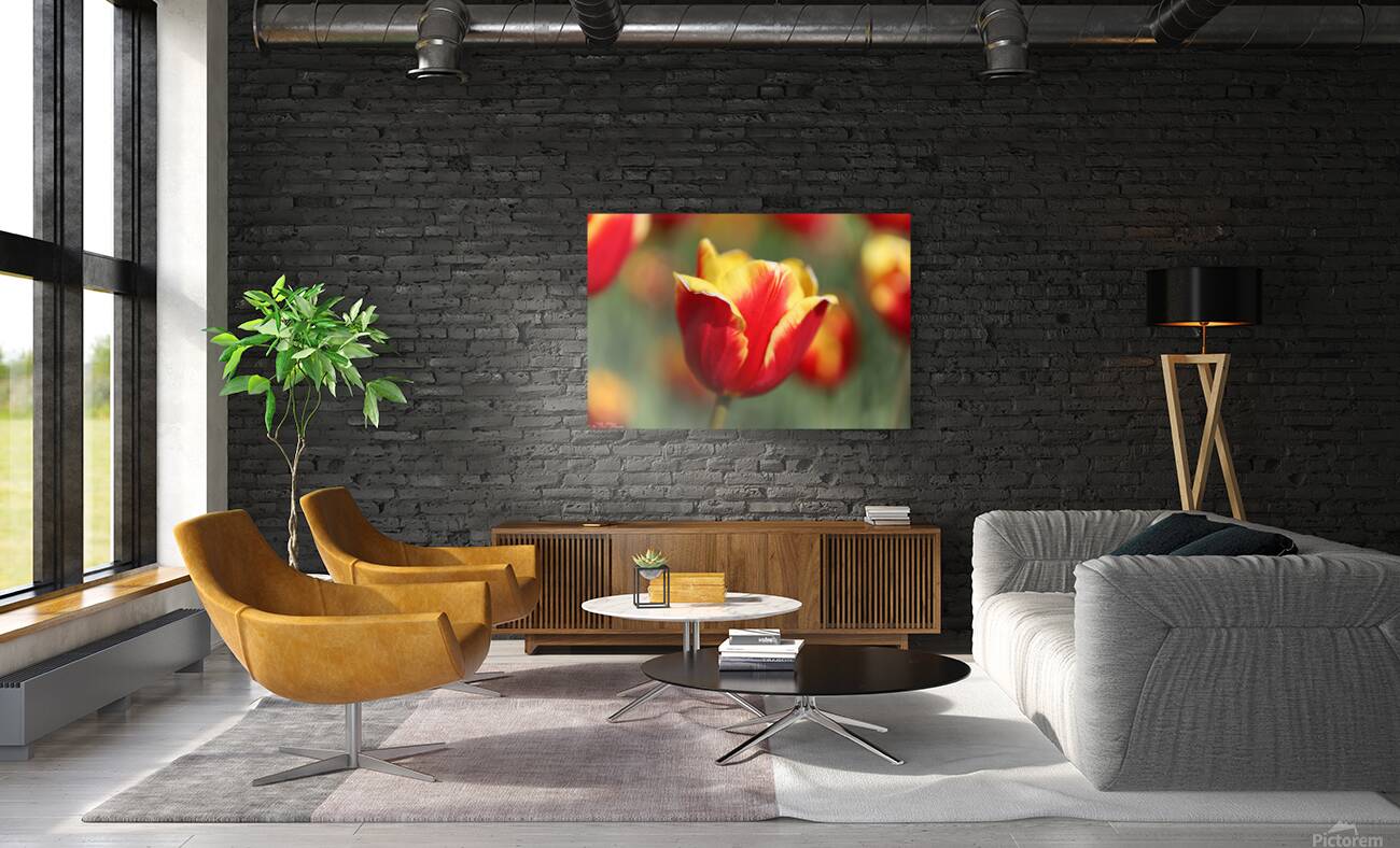 Tulip Time 2 Reproduction