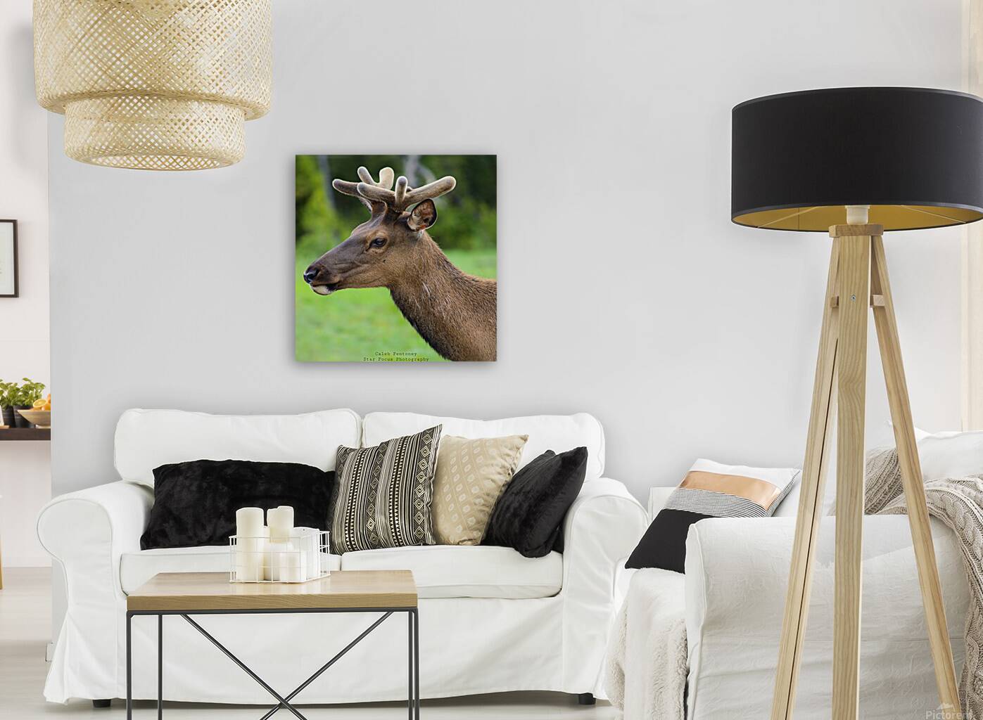 Elk 1 Reproduction