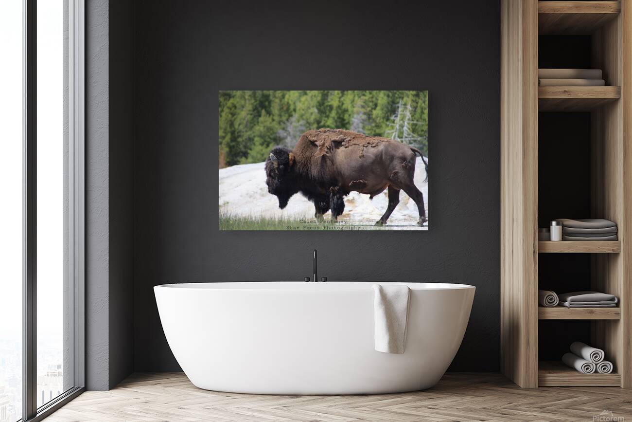 Bison Reproduction