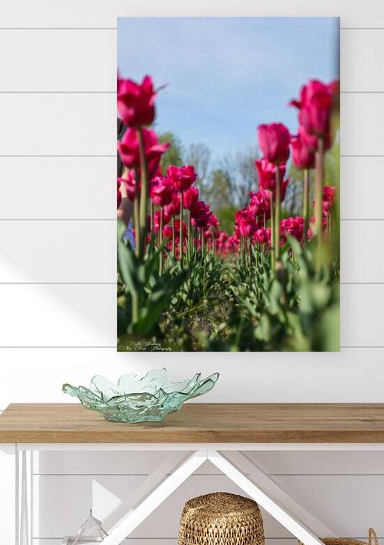 Tulip Time 3 Reproduction
