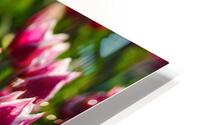 Tulip Time 6 HD Metal print