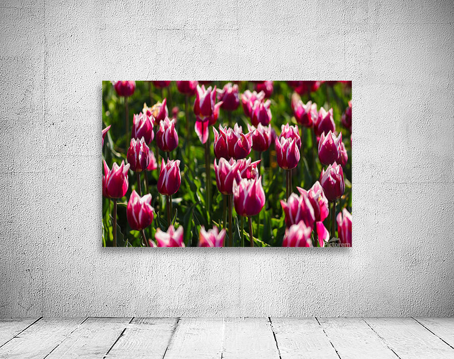 Tulip Time 6 Wall Preview