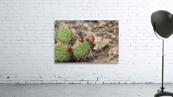 Plains Pricklypear Wall Preview
