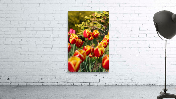 Tulip Time 1 Wall Preview