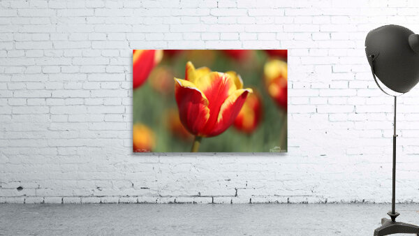 Tulip Time 2 Wall Preview