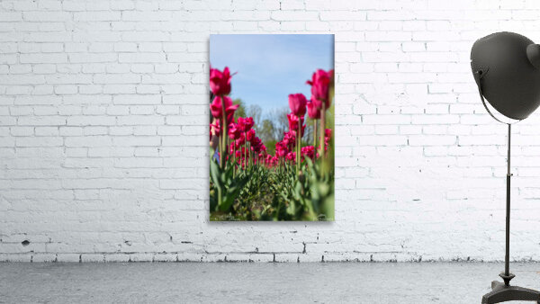 Tulip Time 3 Wall Preview