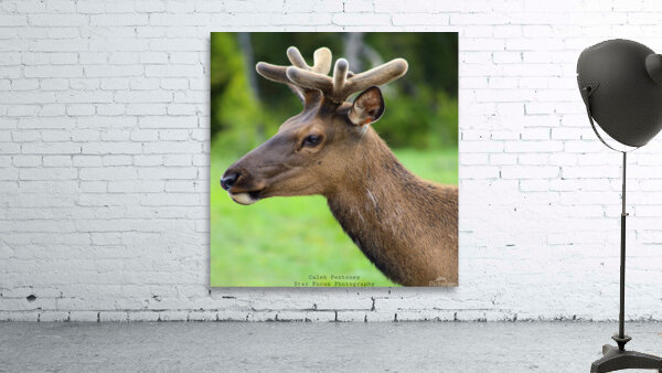 Elk 1 Wall Preview