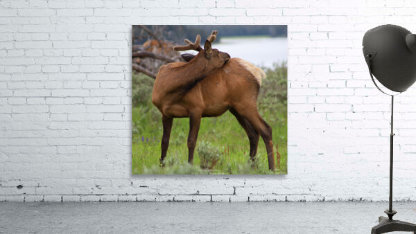 Elk 2 Wall Preview