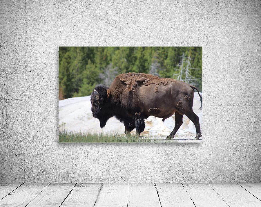 Bison Wall Preview