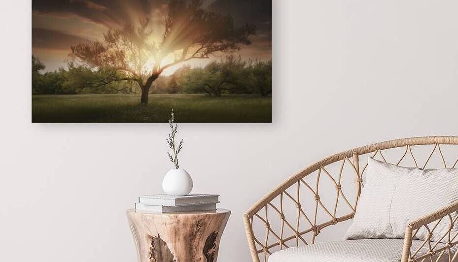 Meadow sunset or sunrise landscape with lonely tr by Liviu Ghitun