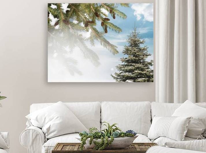Christmas background. Green spruce branches and c 1722668254.4436 by Liviu Ghitun