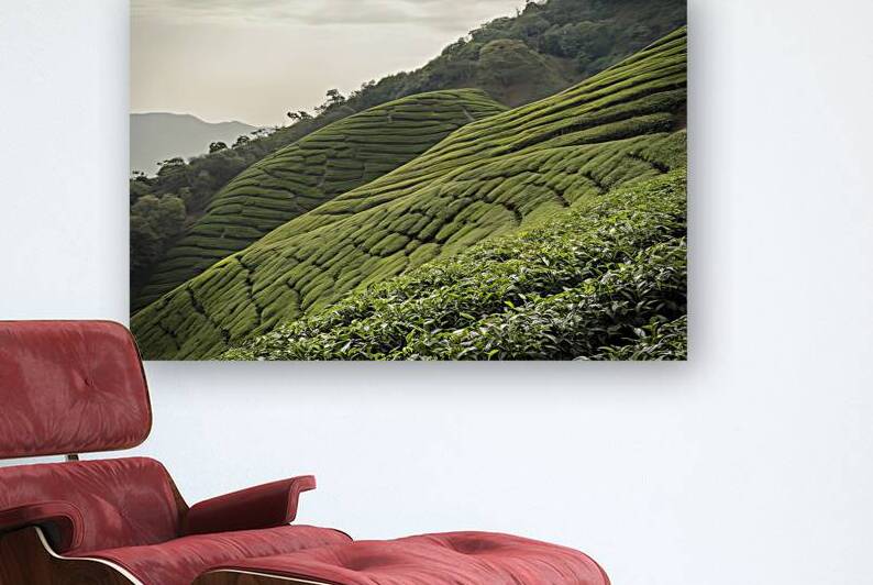 tea plantation and green tea plantation on mounta 1722668819.5701 by Liviu Ghitun