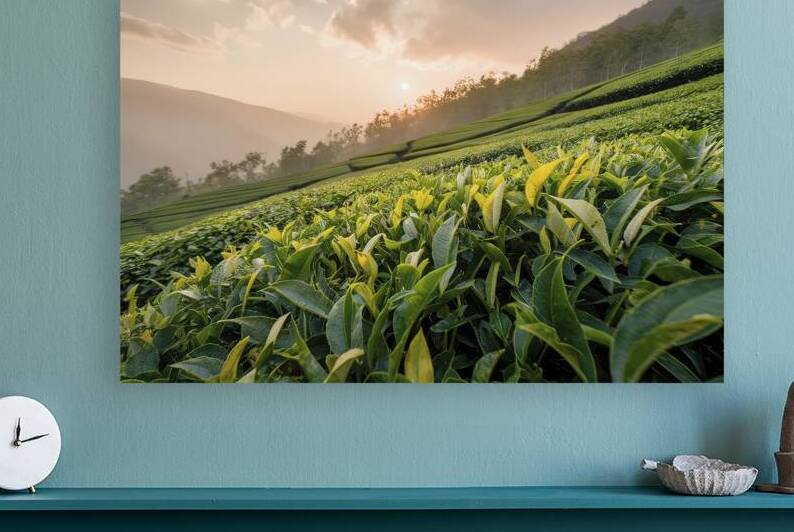 tea plantation and green tea plantation on mounta 1722668816.6682 by Liviu Ghitun