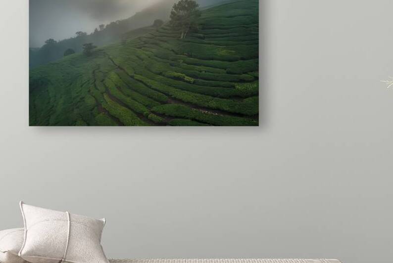 tea plantation and green tea plantation on mounta by Liviu Ghitun