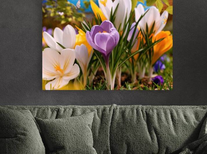 Crocuses white yellow purple blossom on a spring by Liviu Ghitun
