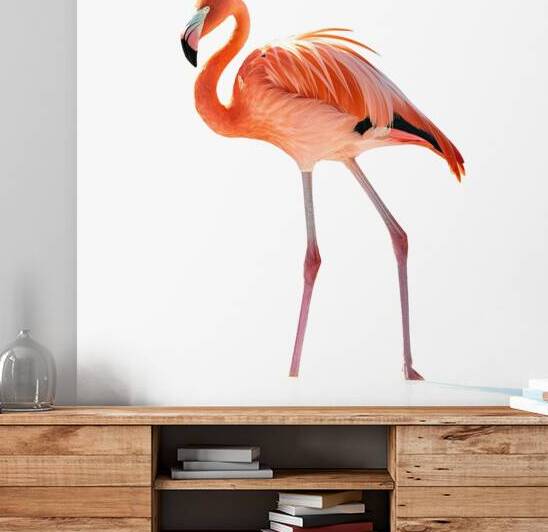 Beautiful Flamingo Isolated on White Background 3 by Liviu Ghitun