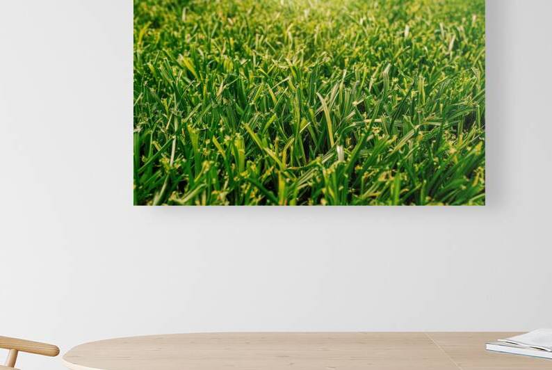 green fresh grass lawn close up 4 by Liviu Ghitun