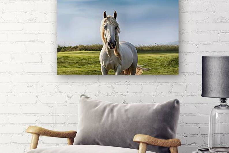 White domestic arabic horse on the field by Liviu Ghitun