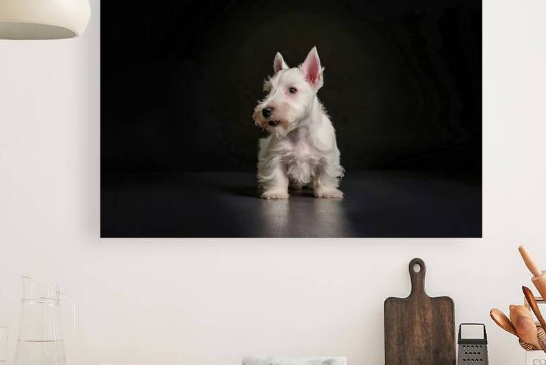 white scottish terrier puppy on a dark background by Liviu Ghitun