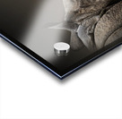 Affectionate Acrylic print