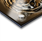 Tigress Acrylic print