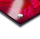 Red Rose On Red Acrylic print