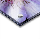 Clap Burst Acrylic print