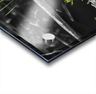 Life from the Decay Acrylic print