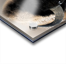 Warm Winter Coat  Acrylic print