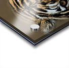 Fierce Acrylic print