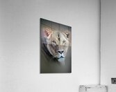 Lioness Acrylic Print