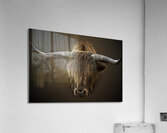 Shaggy Bull Acrylic Print