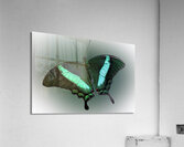 Swallowed Gem Acrylic Print