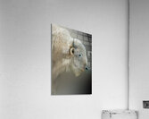 Blonde Bison Acrylic Print