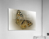 Lemon Pansy Acrylic Print