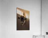 Spaghetti for Bison Acrylic Print