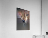 Red Dog  Acrylic Print